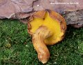 Buchwaldoboletus lignicola-amf324